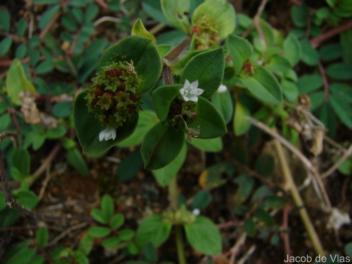 Richardia brasiliensis Gomes